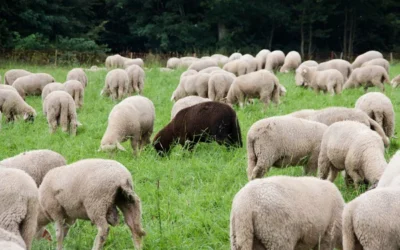 «Sólo me han enviado a las ovejas descarriadas de Israel»