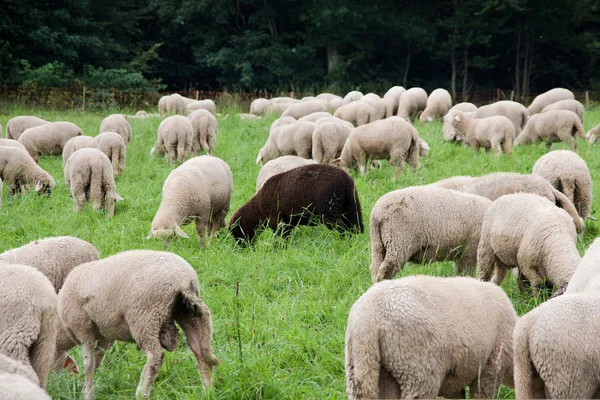 «Sólo me han enviado a las ovejas descarriadas de Israel»