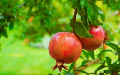 «Cada árbol se conoce por su fruto»