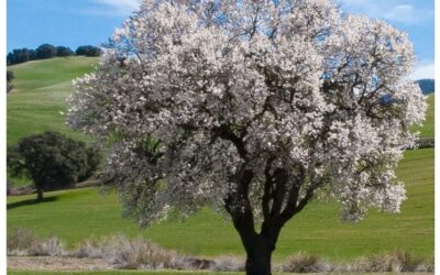 Retiro de Cuaresma en el Templo Nacional de Santa Teresa de Jesús (Madrid)
